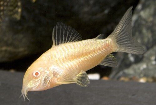 3x M/L Albino Corydora Sterbai Elegance in Every Movement! 🌿 Stunning Live Fish