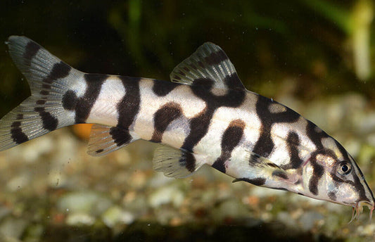 1x, 3x, 6x Pakistani Loach - Wow factor! Aquatic Enchantment! 🐠 Live Fish