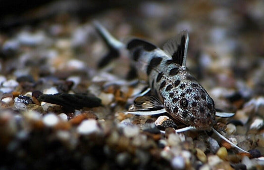 3x Synodontis Petricola Catfish Size Small Graceful Elegance Below! 🌿