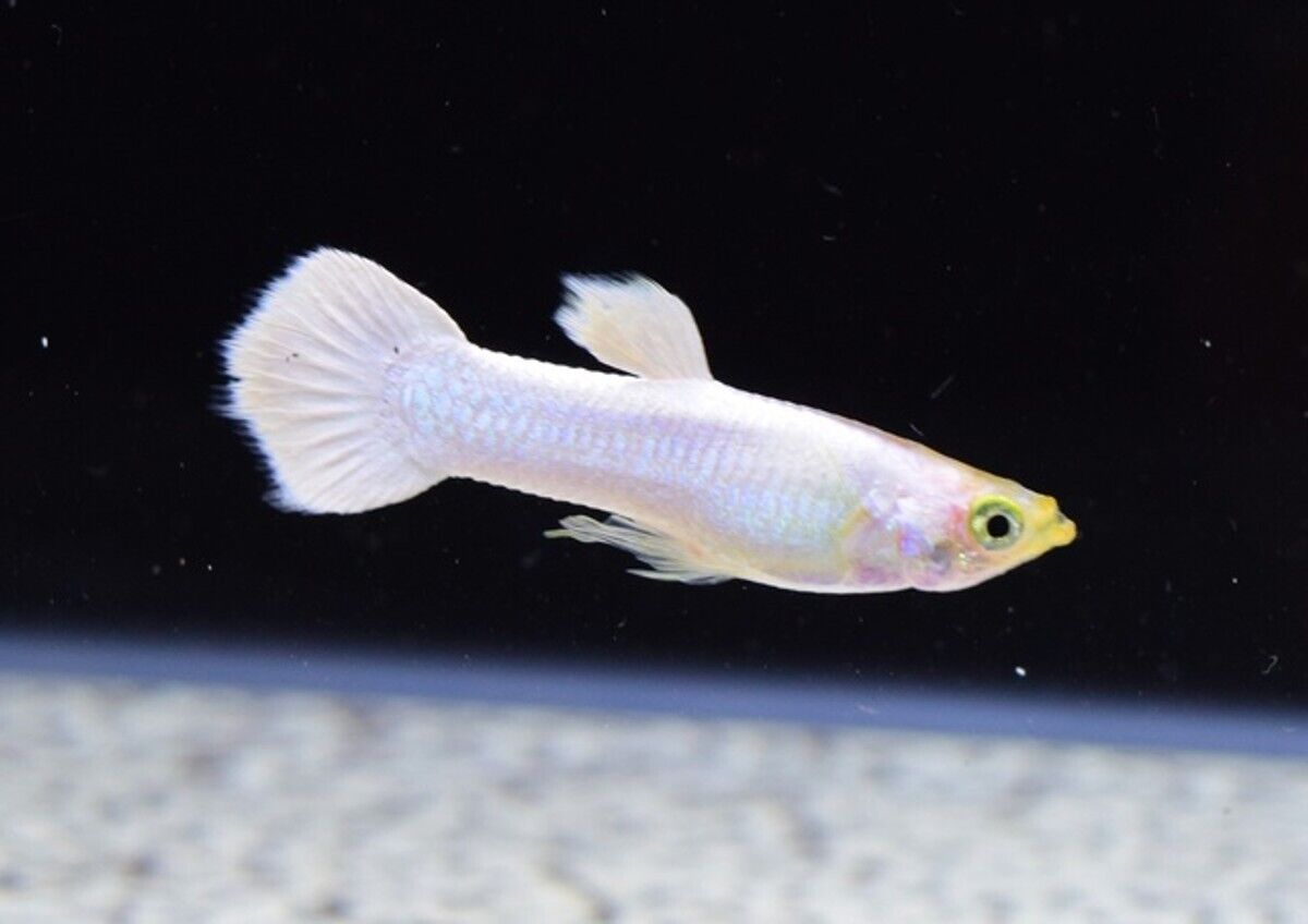 6x Snow White Guppies Males Live Fish. Healthy Active Strikingly Beautiful Guppy