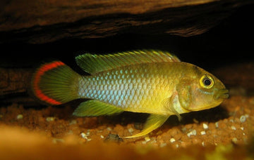 1 Pair Juvenile Apistogramma Nijsseni Live Tropical Aquarium Fish Cichlid