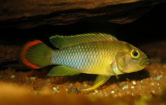 1 Pair Juvenile Apistogramma Nijsseni Live Tropical Aquarium Fish Cichlid