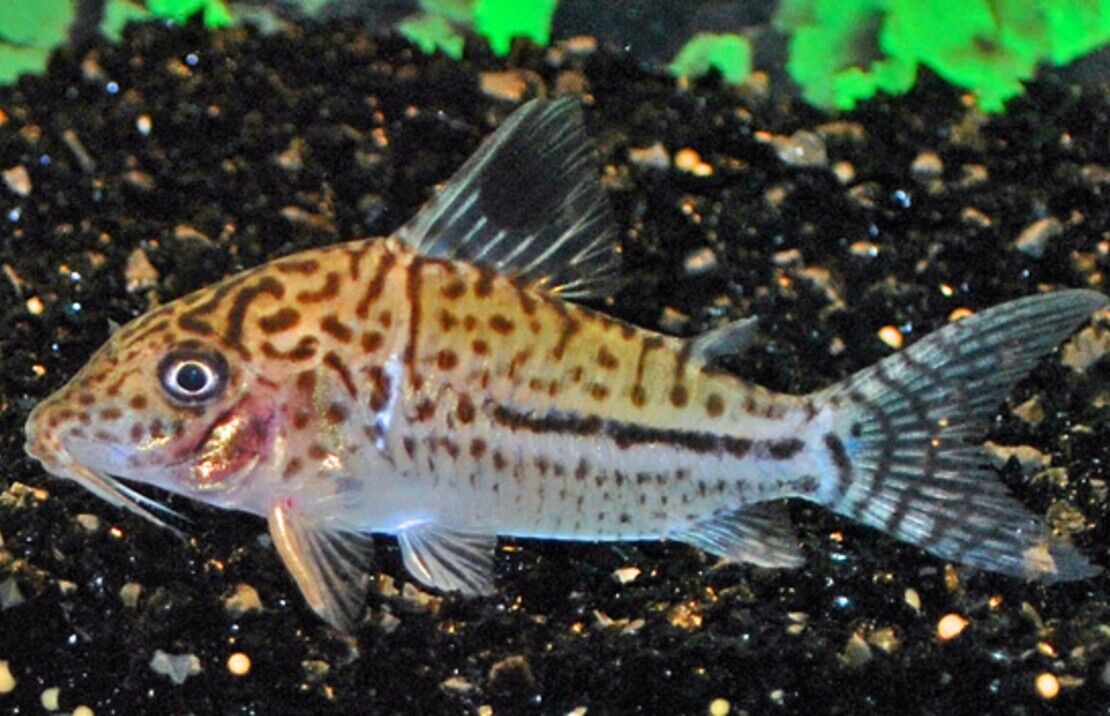 6x Leopardus Corydoras Large LIVE FRESHWATER TROPICAL FISH WOW!