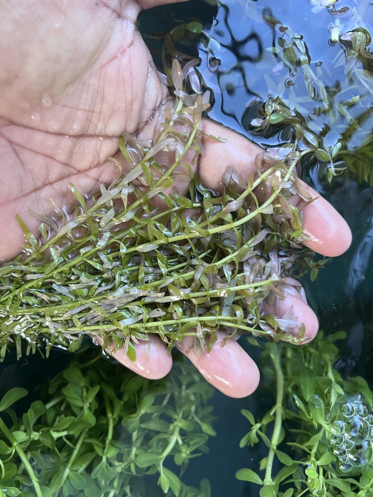 3 FULL BUNCHES ROTALA INDICA  Live Aquarium Plants Lush Healthy Beautiful