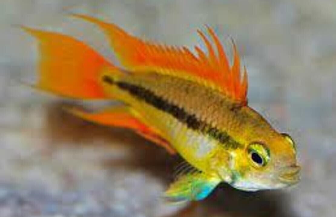 1 Pair Juvenile Apistogramma Cacatuoides Orange Live Tropical Aquarium Fish