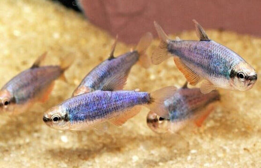 6x Super Blue Kerri Emperor Tetra LIVE TROPICAL FISH Great Fish Awesome Price.