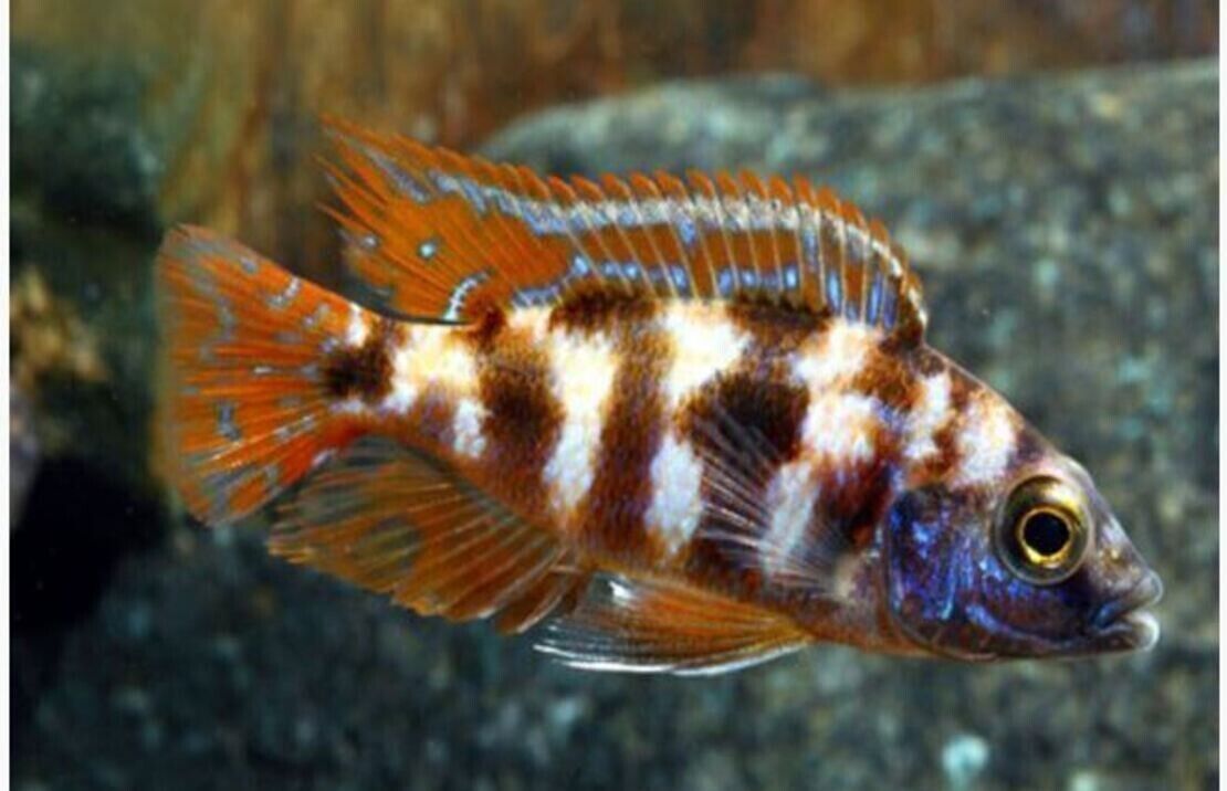 3 Pack V.C 10 Cichlid 2"  Unique African Cichlid Fish Species