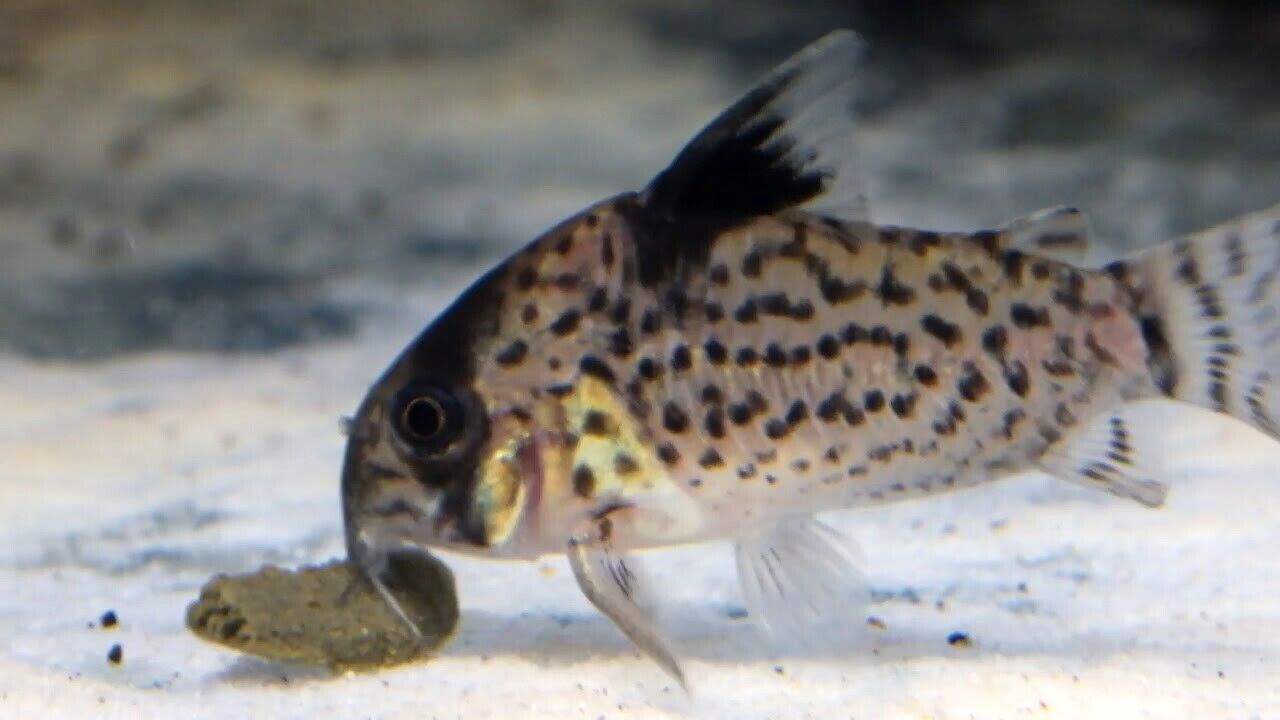 🐟3x Corydoras Leucomelas - False Spotted / Black Fin! 🐟 Live Freshwater Fish