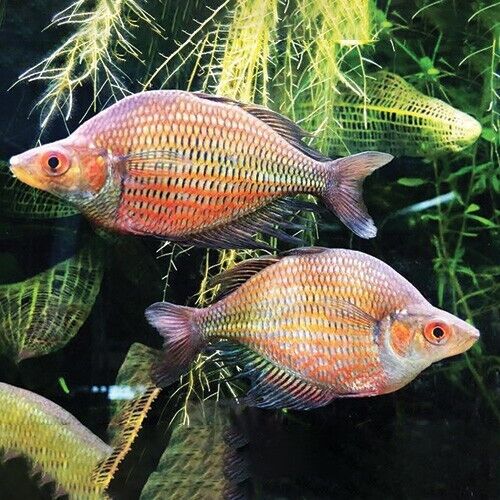 2 PACK Red Dragon Rainbow - Rainbowfish live Fish Tropical Aquarium Fish