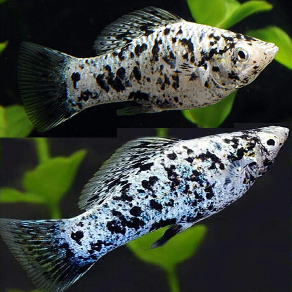 🎩 5x Dalmatian Molly - Awesome Healthy Lively Bright Colors! 🌿 Live Fish