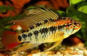 Apistogramma Macmasteri PAIR- Dwarf Cichlids! Great Healthy Live Fish  Aquarium