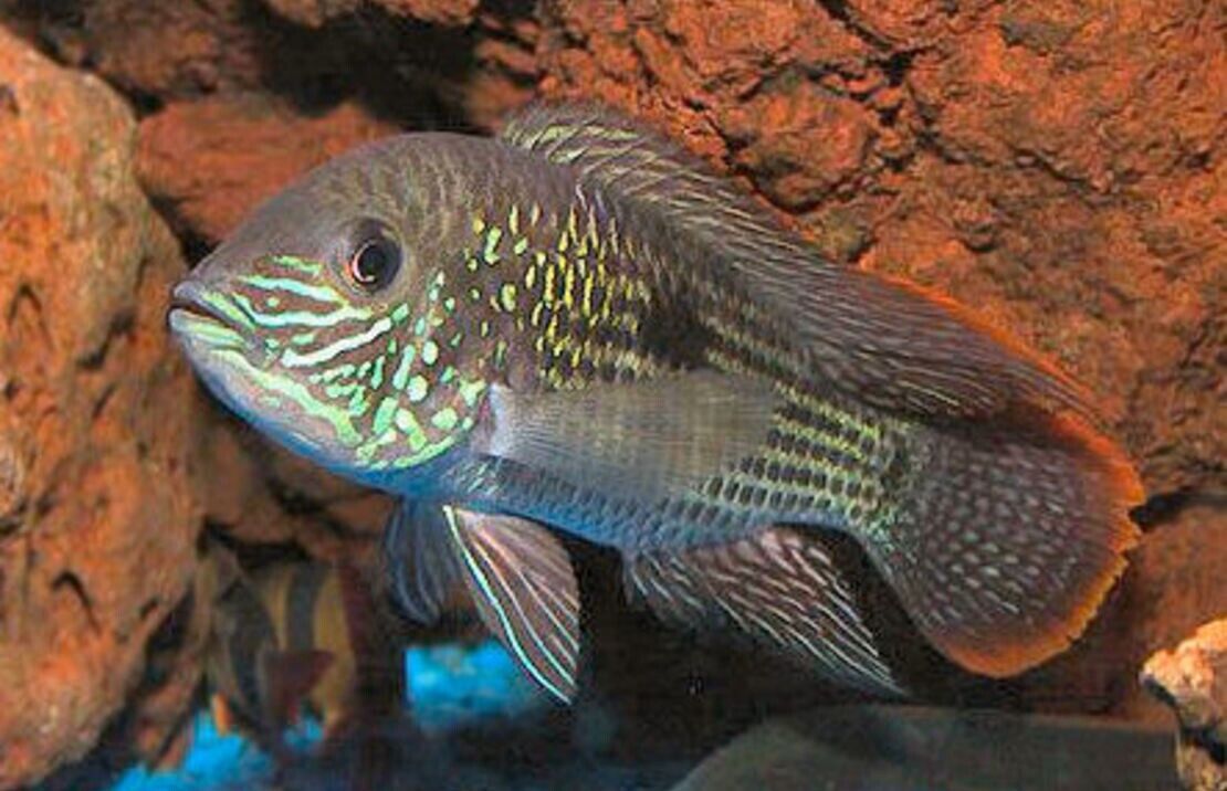 3 Green Terror Cichlids 1.75" - Beautiful Freshwater Live Fish Healthy Active