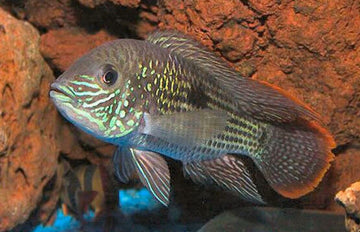 3 Green Terror Cichlids 1.75" - Beautiful Freshwater Live Fish Healthy Active