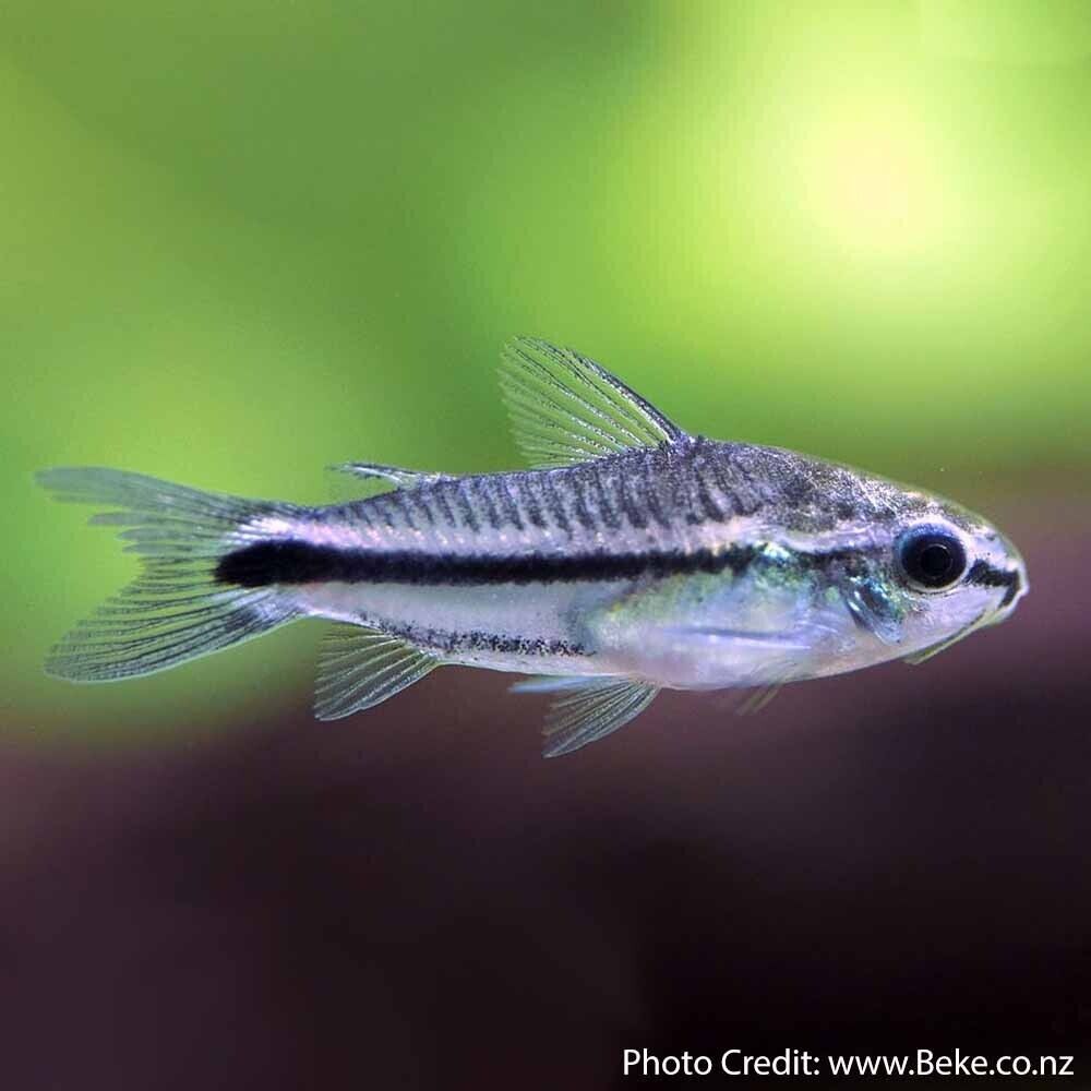 🐟 12x Pygmy Corydoras - Tiny Wonders of Your Aquarium! 🌈CRAZY PRICE Wild