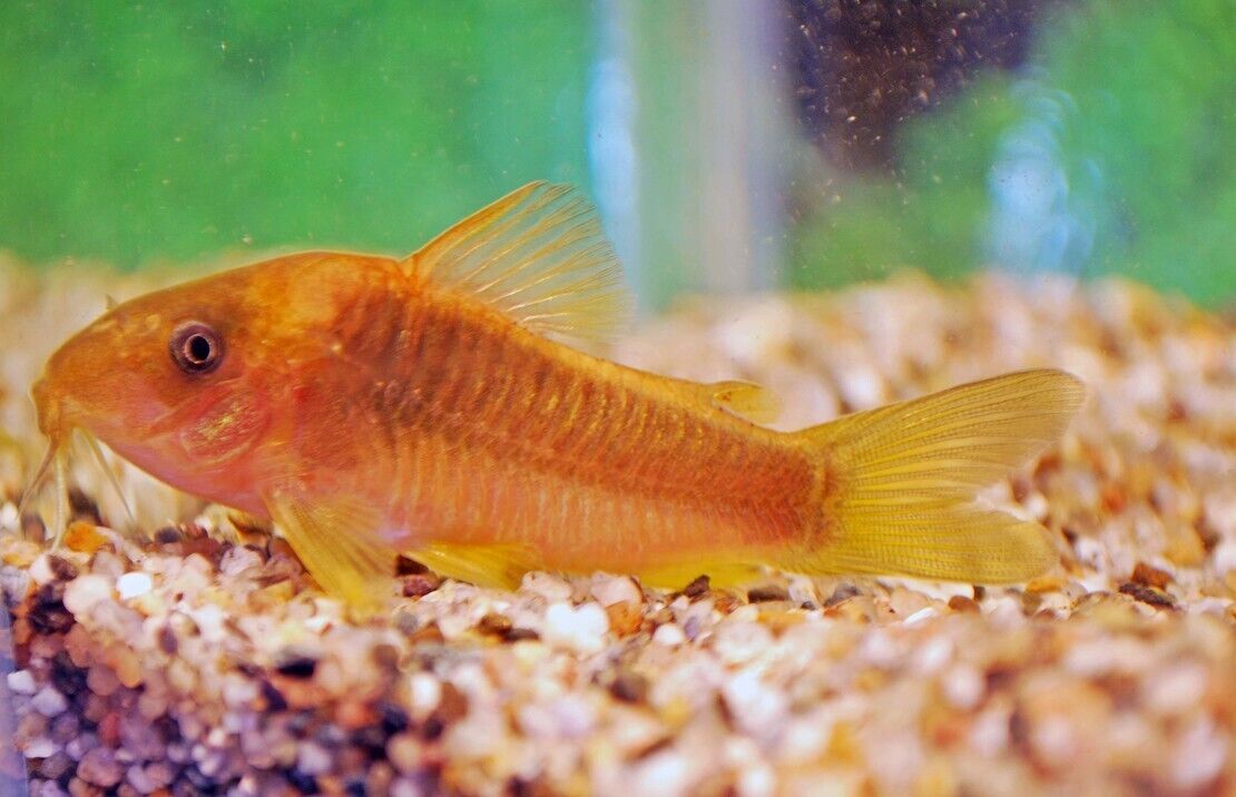 6x M/L Gold Green Corydora Elegance in Movement! 🌿 Stunning Live Fish