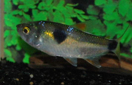 3 Exodon Bucktooth Tetra RARE Awesome fish in schools and species only tank!