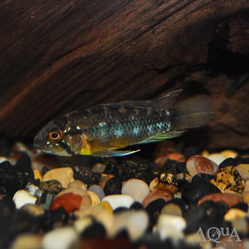 1 Pair Apistogramma Sunset Atahualpa Live Tropical Aquarium Fish Fast Shipping