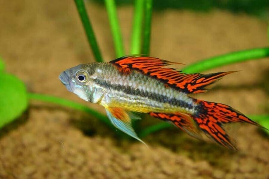 1 Pair Juvenile Apistogramma Cacatuoides Double Red Live Tropical Aquarium Fish