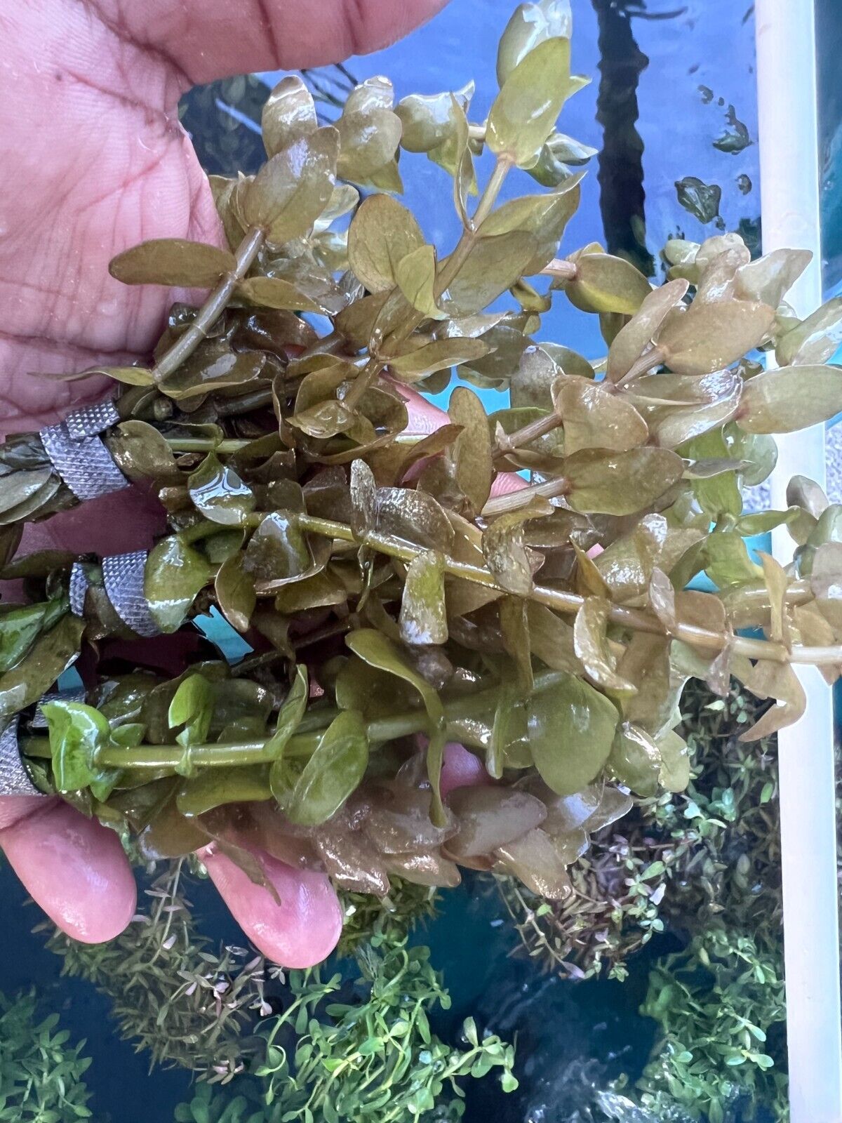 3 FULL BUNCHES Bacopa Caroliniana  Live Aquarium Plants Lush Healthy Beautiful