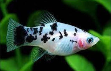 3x, 6x, Dalmatian Platy Fish live Fish Freshwater Fish Great Color and Health