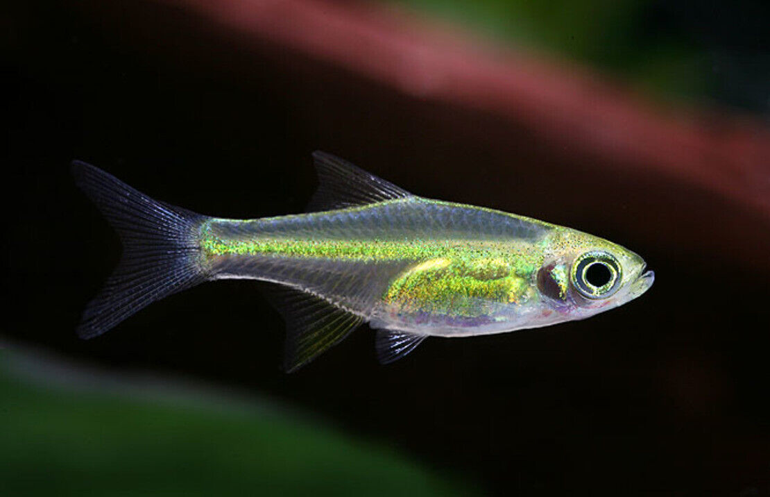 3x, 6x, 9x Neon Yellow Rasbora Mesmerizing Vibrant Live Fish for your