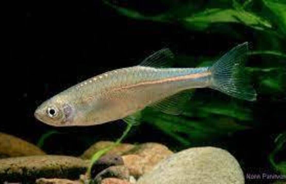 12X Radiant Pearl Danios  Beauty in Every Glint! CLEARANCE Fast Shipping🐟