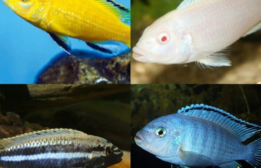 12 Pack Mixed African Cichlids 0.5" - 0.75" Instant Lake Malawi Live Fish