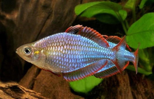 4x Dwarf Neon Rainbowfish Melanotaenia Praecox Freshwater Aquarium Live Fish M/L