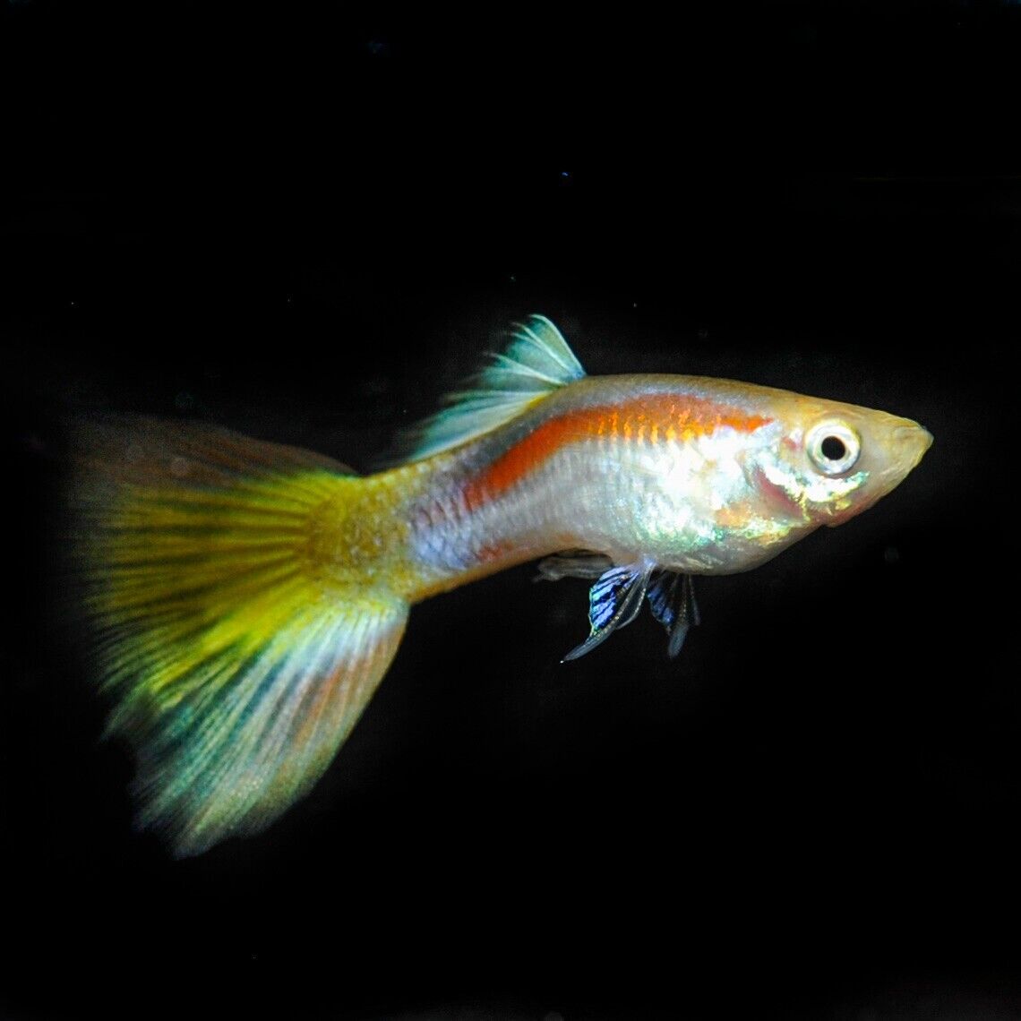 6x LASER TAIL GUPPY MALES Freshwater Live Fish Healthy Beautiful