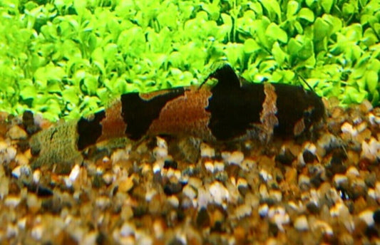 3x BUMBLE BEE CATFISH 2"+ Live Fish Fast Shipping  Healthy Hard to find