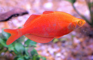 1 PAIR Albino Orange Millineum Rainbow fish Live Fish M/L Freshwater Aquarium