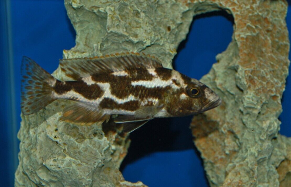 3x Haplochromis Livingstoni 1.75" - Colorful Freshwater Live Fish Healthy Active