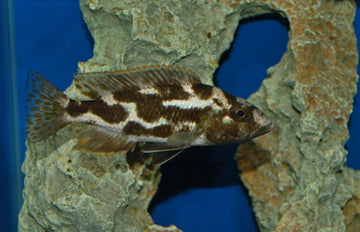 3x Haplochromis Livingstoni 1.75" - Colorful Freshwater Live Fish Healthy Active