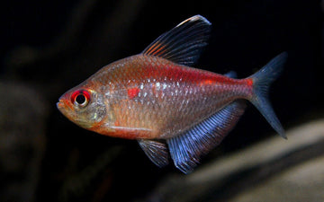 5x Bleeding Heart Flameback Tetra - Fiery Elegance! Live Tropical Fish Schooling