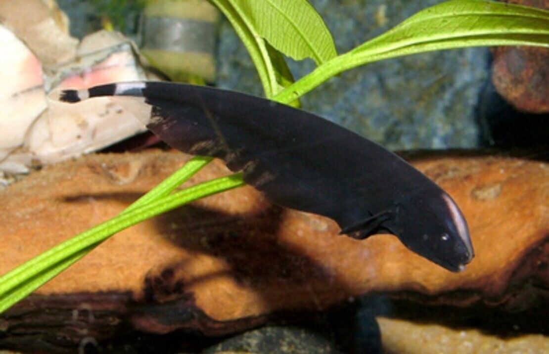 Black Ghost Knife Fish! Beautiful Fun tank addition! 🐠 Live Fish Fast Ship