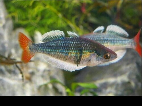 2 PACK Kali Tawa Rainbow SM Melanotaenia sp. "Kali Tawa" - Rainbowfish live Fish