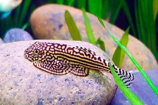 3 pk  - Dazzling Goldring Butterfly Hillstream Loach - Algae Eater Live Fish WOW