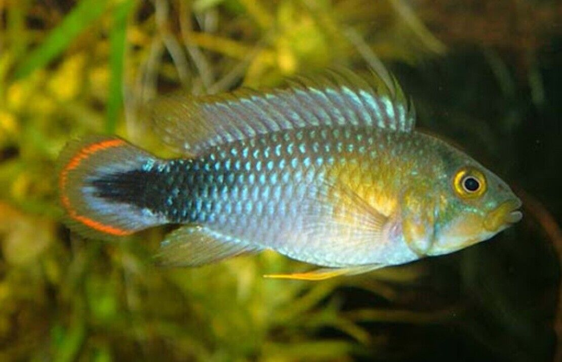 Apistogramma Pandurin Pair- Dwarf Cichlids! Great Healthy Live Fish for Aquarium