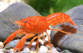 Orange Mini Lobster Cambarellus Patzcuarensis Live Freshwater Fish fun Addition