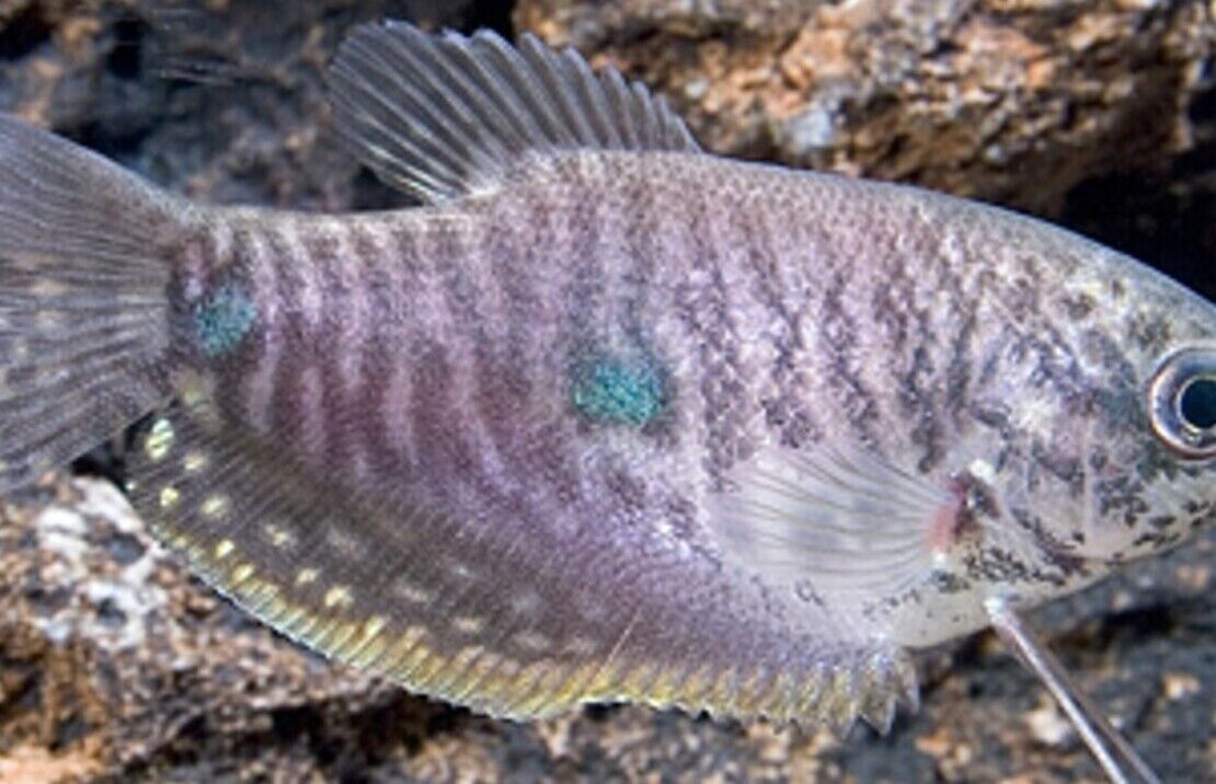 3x Lavender Gourami 2" Freshwater Live Fish Fast shipping Healthy Beautiful Fish