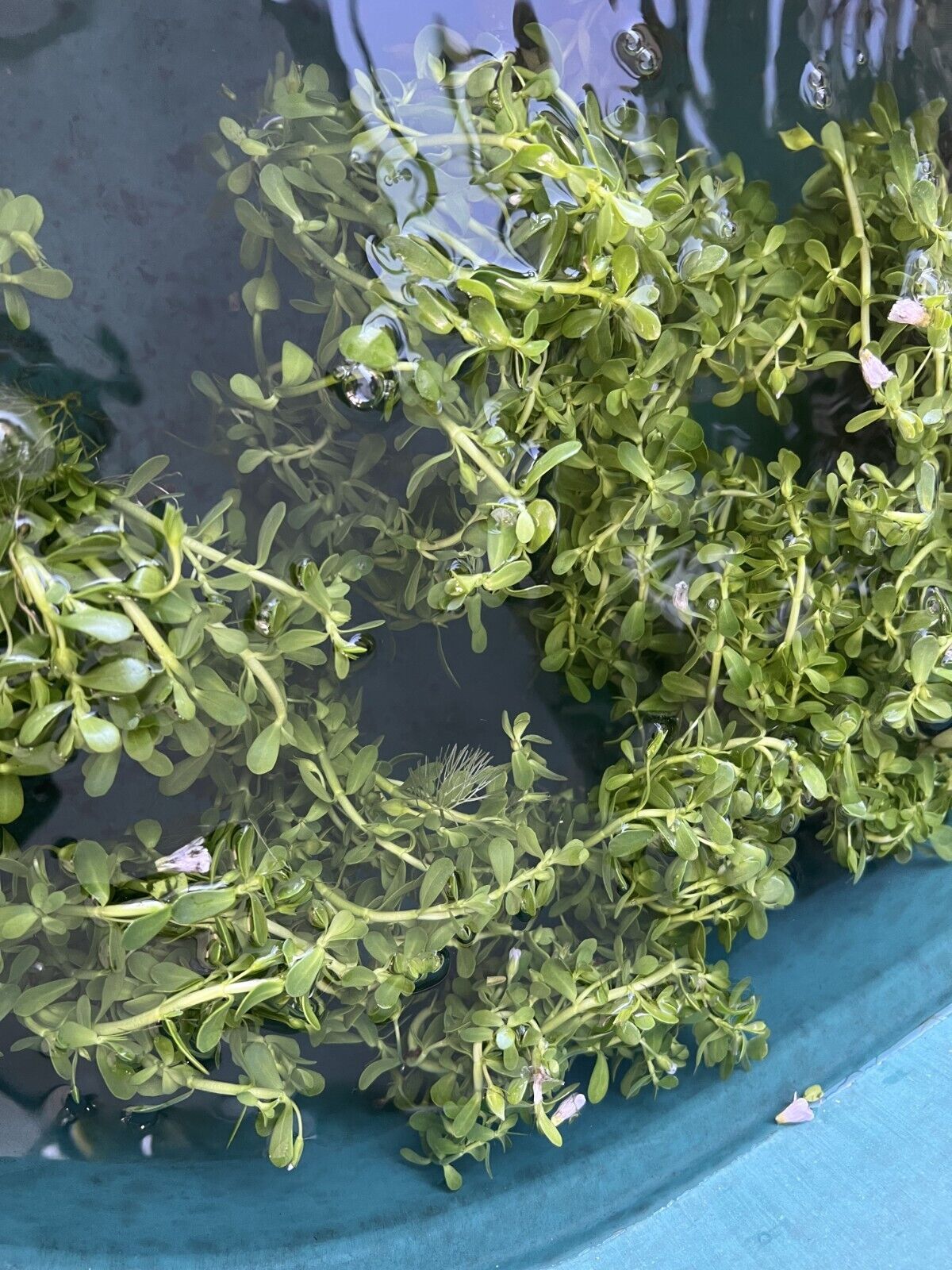 3 FULL BUNCHES Bacopa Monnieri (Moneywort)  Live Aquarium Plants FREE SHIPPING