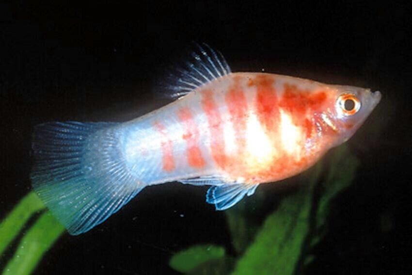 5X Red Tiger Platys - Freshwater Aquarium Platy Fish! New Platy Get 'em Now