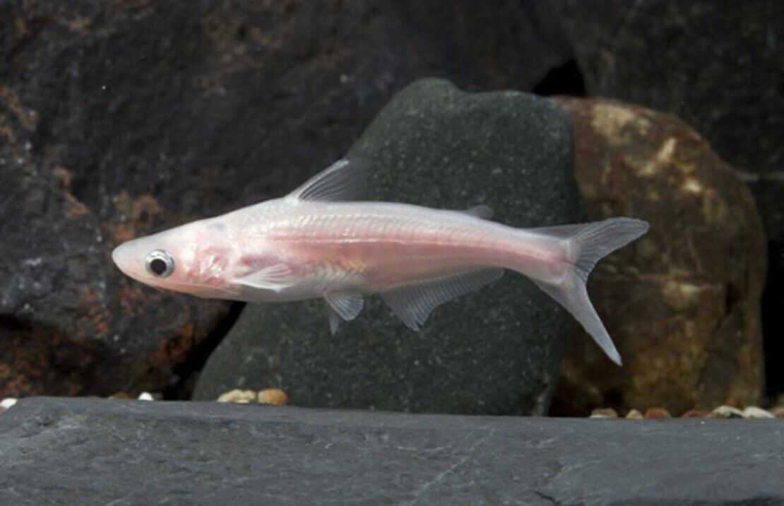 2x Albino Iridescent Sharks 2" awesome Active and healthy Live Freshwater Fish