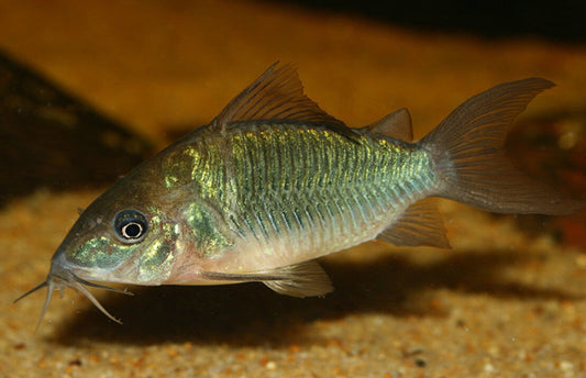 3x 6x or 12x Emerald Green Corydora Catfish  Active Healthy Fish Live Fish