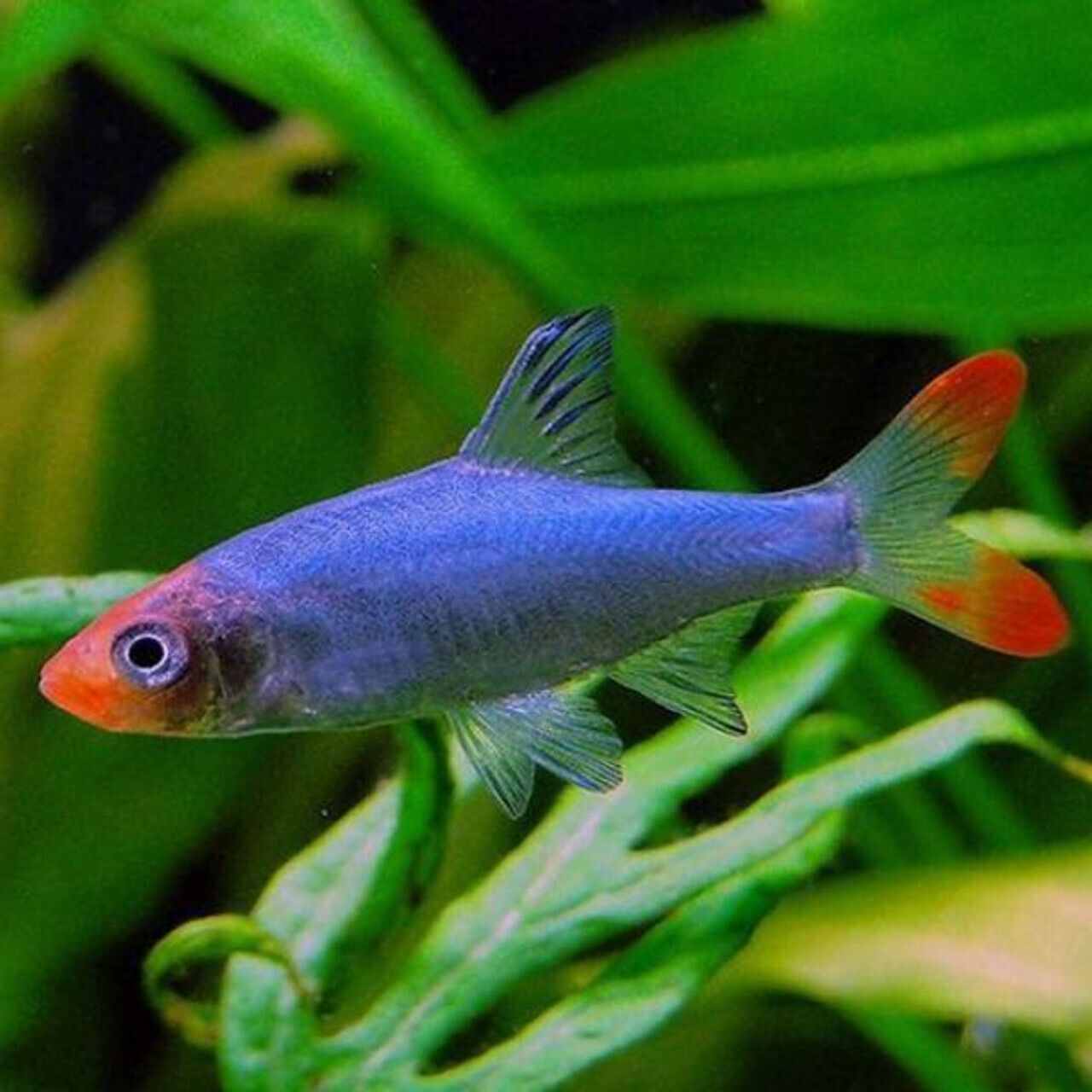 1x, 3x, 6x, 12x Rummy Nose Rasbora Striking Nano Fish live Fish Freshwater Fish