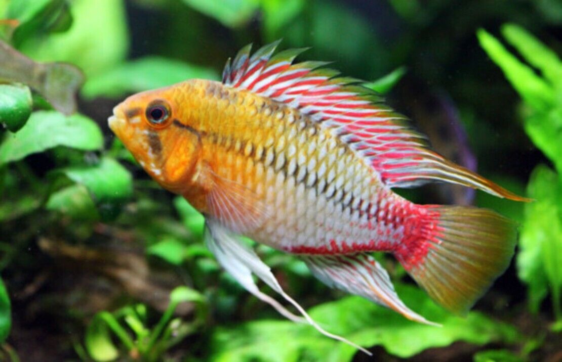 PAIR Apistogramma Hongsloi - Dwarf Cichlids Great Healthy Live Fish for Aquarium