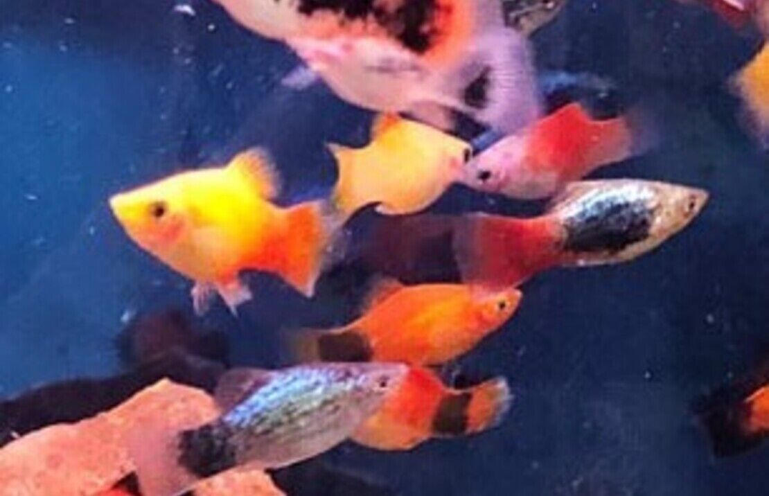 Colorful 12-Pack Mixed Platy Live Fish: Vibrant Community Aquarium Species