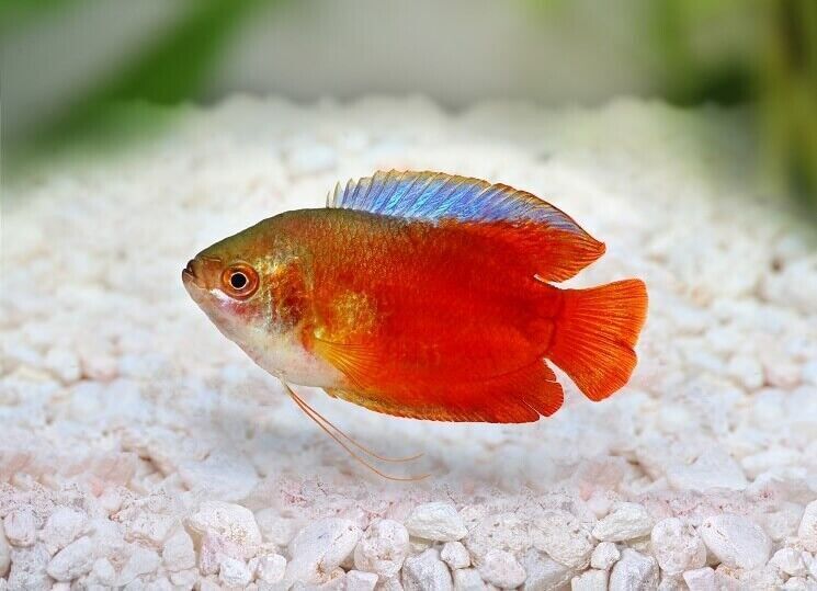 1x, 3x, Blood Red Dwarf Gourami Male Fish live Fish Freshwater Fish Great Color