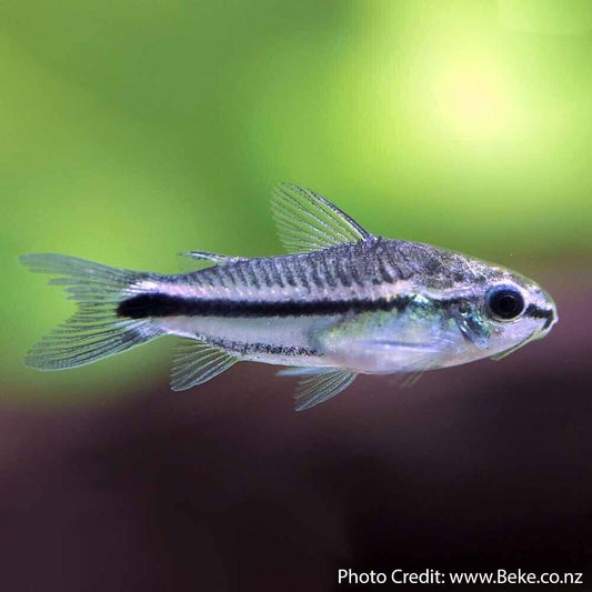 🐟 12x Pygmy Corydoras - Tiny Wonders of Your Aquarium! 🌈CRAZY PRICE Live Fish