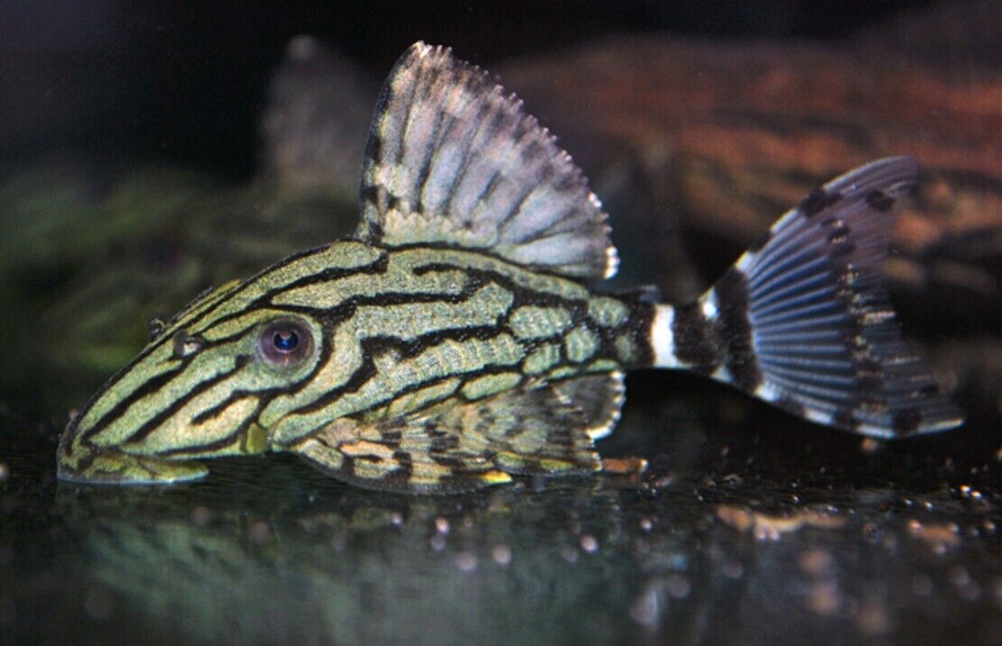 L191 Broken Stripe Royal Plec. L191 - 2.5" - 3" Live Fish Healthy Plecos Stunner